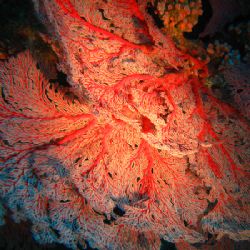 Red gorgone shot in the lagoon of New Caledonia near Hien... by Christophe Maes 